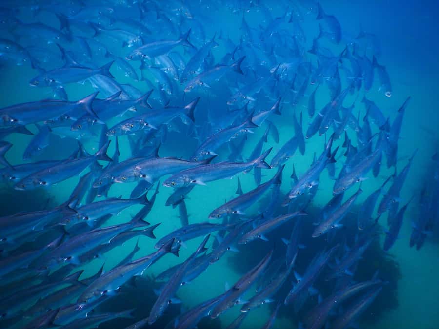 Snorkeling Tour: Discover Sydney’s impressive sea life - What the $69 price includes