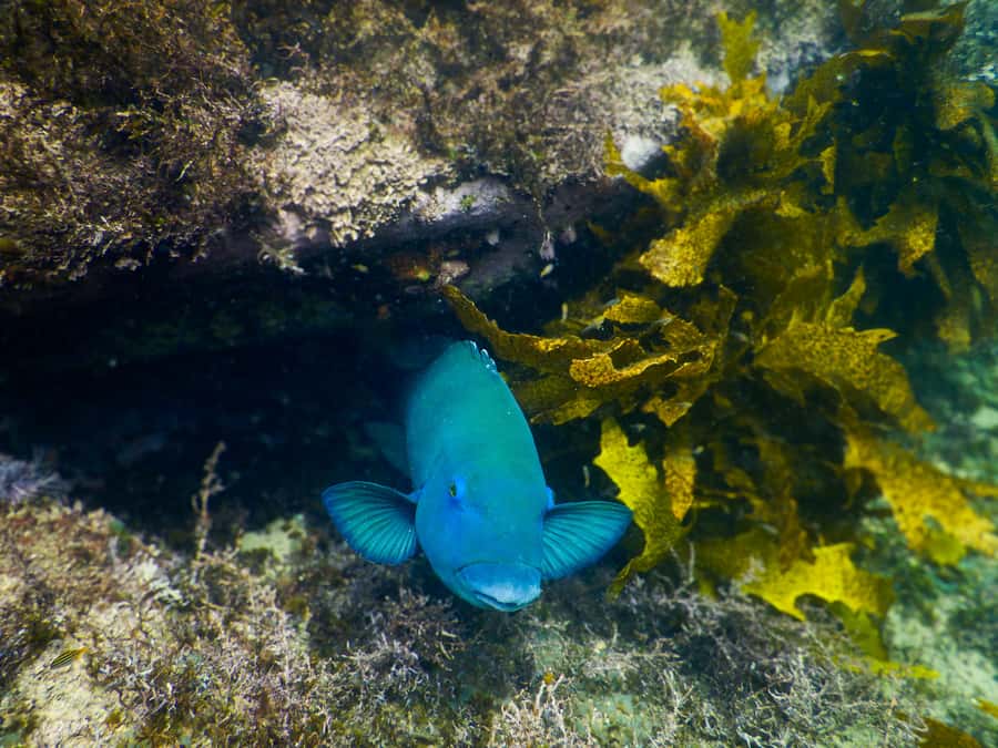 Snorkeling Tour: Discover Sydney’s impressive sea life - After snorkeling at Clovelly and Gordons Bay