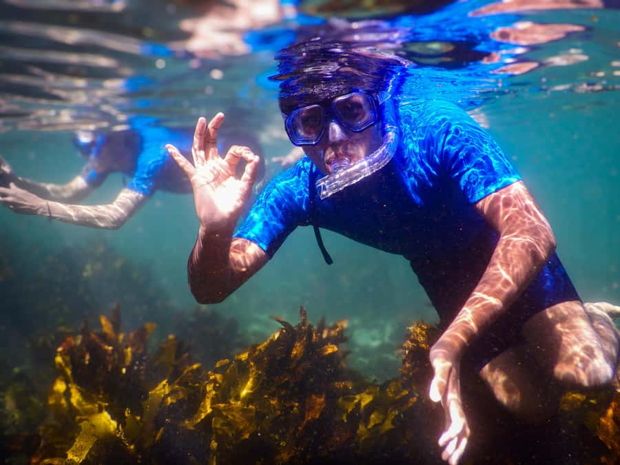 Snorkeling Tour: Discover Sydney’s impressive sea life - One hour among fish, rays, and rocky reef