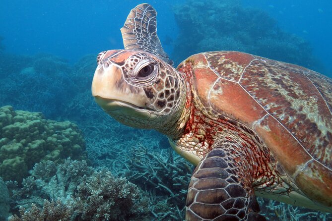 Snorkelling or Glass Bottom Boat at Green Island from Cairns - The glass-bottom boat option