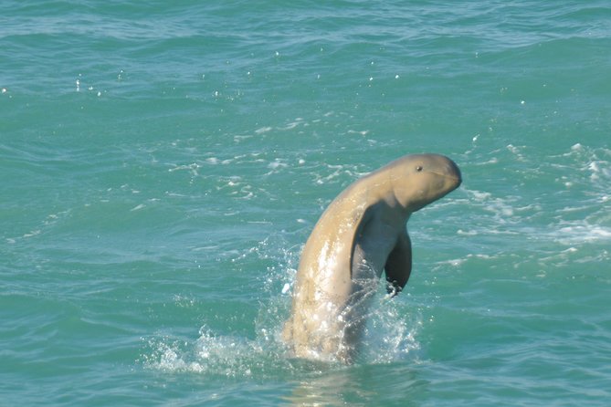 Snubfin Dolphin Eco Cruise from Broome - Why Roebuck Bay is the real star