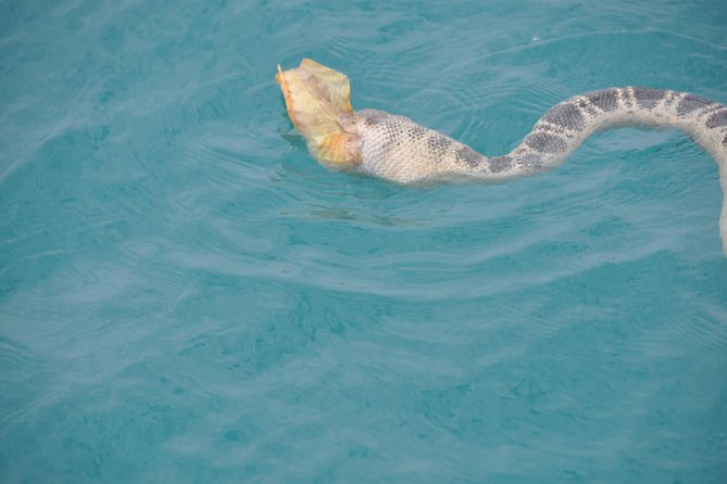 Snubfin Dolphin Eco Cruise from Broome - Comfort, weather and what to bring