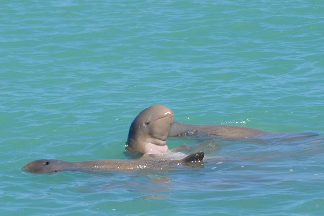 Snubfin Dolphin Eco Cruise from Broome - The three-hour search through Roebuck Bay