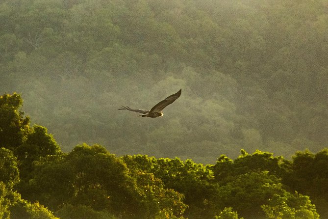 Solar Whisper Daintree River Crocodile and Wildlife Cruise - What the one-hour cruise feels like
