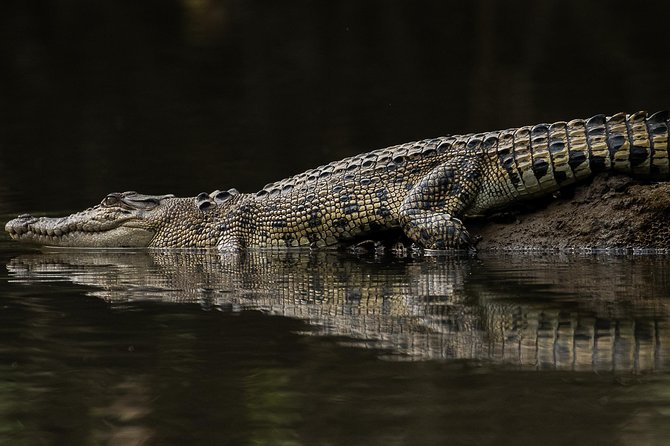 Solar Whisper Daintree River Crocodile and Wildlife Cruise - Why the solar boat matters
