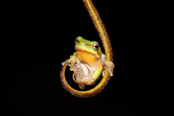 Solar Whisper Daintree River Crocodile and Wildlife Cruise - Price and value at $25.10