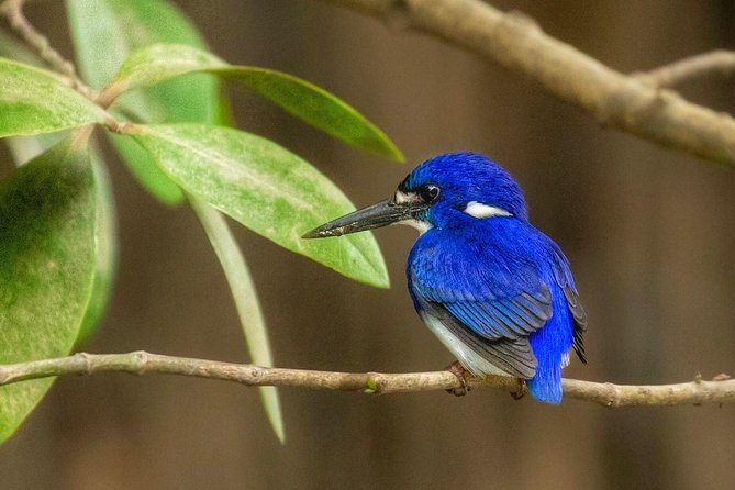 Solar Whisper Daintree River Crocodile and Wildlife Cruise - Practical tips for a better cruise