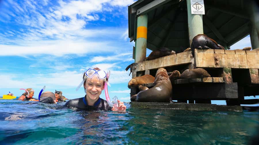 Sorrento: Dolphins & Seals Snorkeling Cruise w/ Lunch - Key points to know before you book
