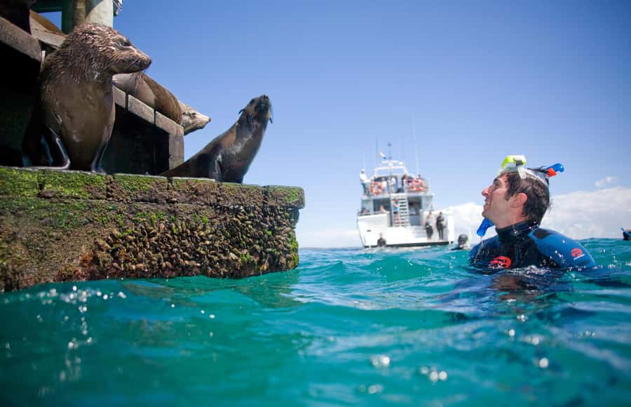 Sorrento: Dolphins & Seals Snorkeling Cruise w/ Lunch - Lunch and a warm break on the Moonraker