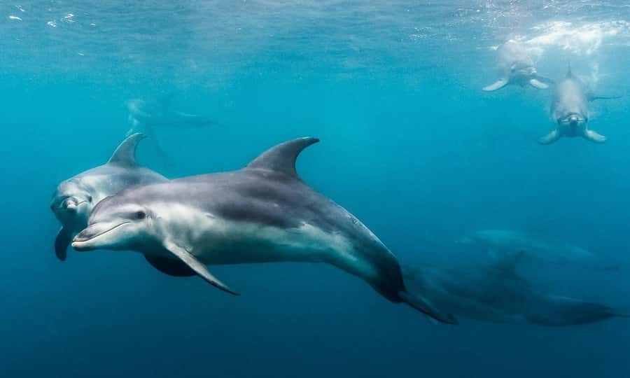 Sorrento: Dolphins & Seals Snorkeling Cruise w/ Lunch - Searching for dolphins in Port Phillip Bay