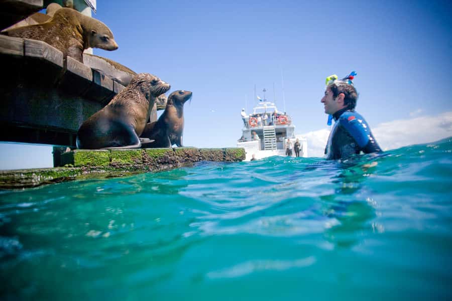 Sorrento: Dolphins & Seals Snorkeling Cruise w/ Lunch - What the coastal views add to the trip