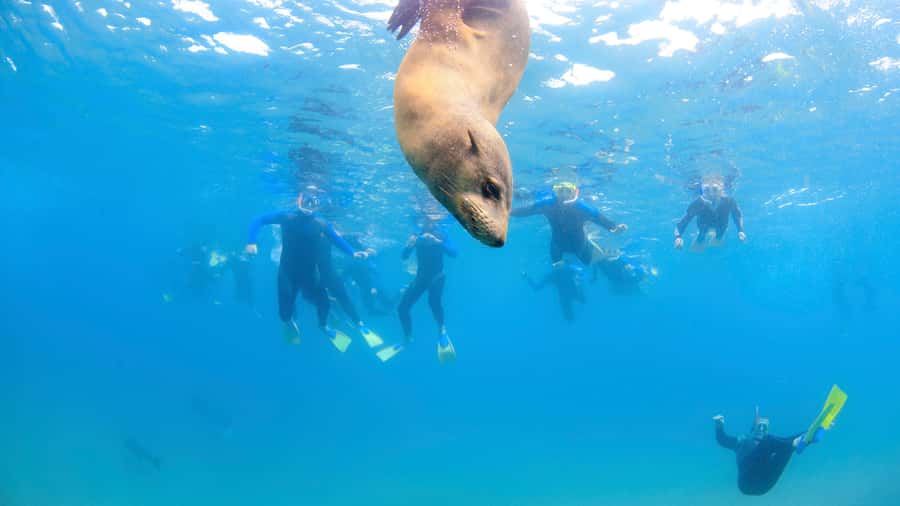 Sorrento: Dolphins & Seals Snorkeling Cruise w/ Lunch - How the $148 price measures up