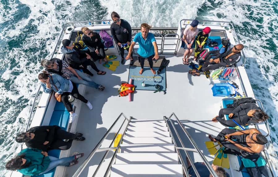 Sorrento: Dolphins & Seals Snorkeling Cruise w/ Lunch - Who will enjoy this cruise most