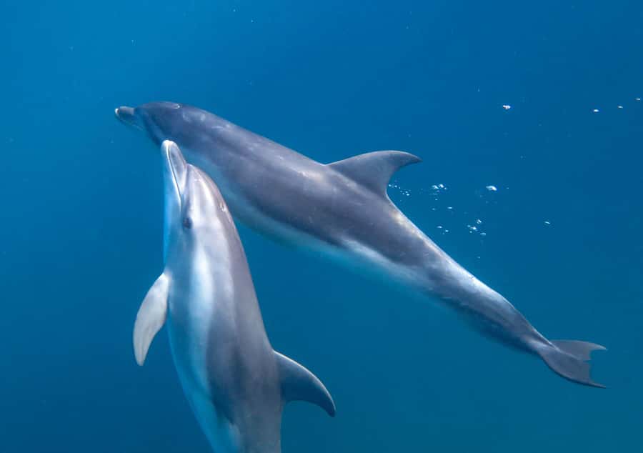Sorrento: Dolphins & Seals Snorkeling Cruise w/ Lunch - Practical details that make the day easier