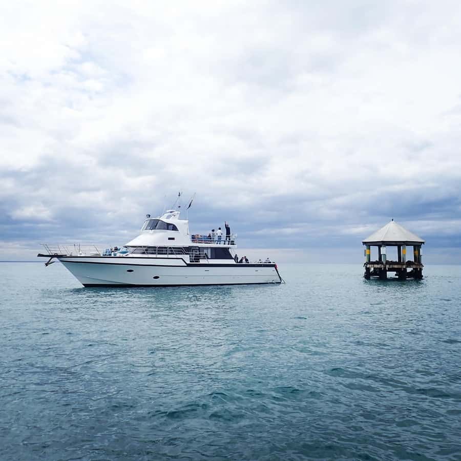 Sorrento,Mornington Peninsula: Wildlife & Sightseeing Cruise - A wildlife cruise with a built-in coastal tour