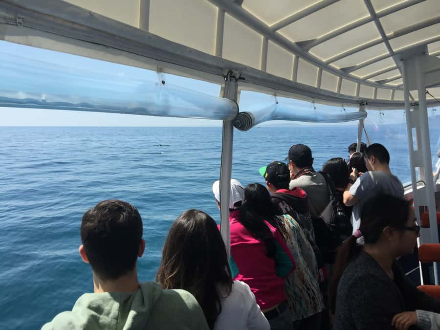 Sorrento,Mornington Peninsula: Wildlife & Sightseeing Cruise - Boarding at Sorrento Pier