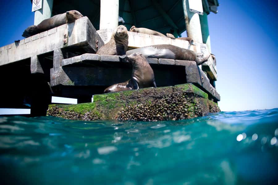 Sorrento,Mornington Peninsula: Wildlife & Sightseeing Cruise - Portsea’s cliffs, homes, and coloured boat sheds