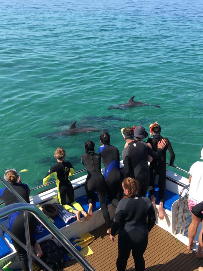 Sorrento,Mornington Peninsula: Wildlife & Sightseeing Cruise - What the guides add to the 90 minutes