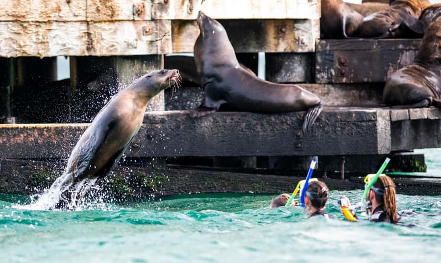 Sorrento,Mornington Peninsula: Wildlife & Sightseeing Cruise - Is $53 good value for 90 minutes?