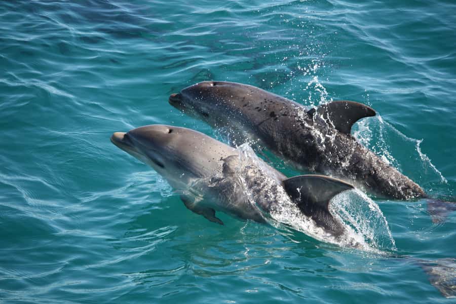 Sorrento,Mornington Peninsula: Wildlife & Sightseeing Cruise - Searching the bay for fur seals and dolphins