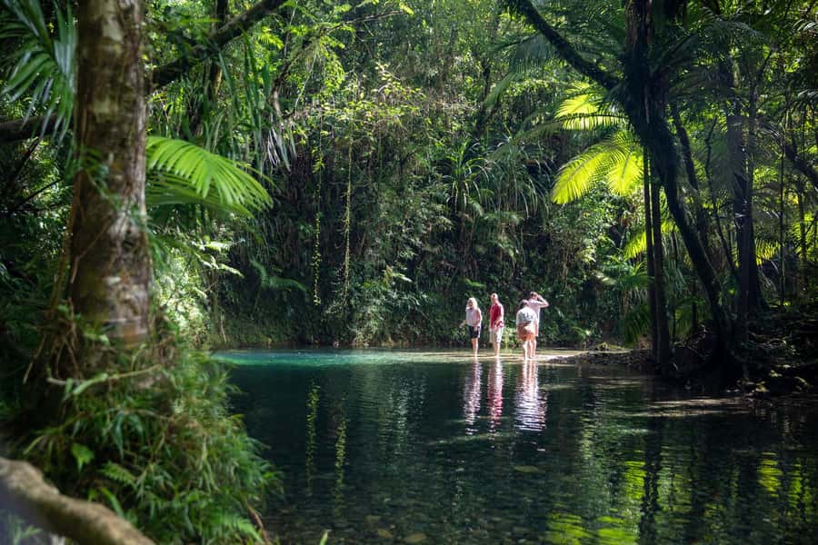 Southern Daintree Explorer Tour - Half Day - Key points at a glance