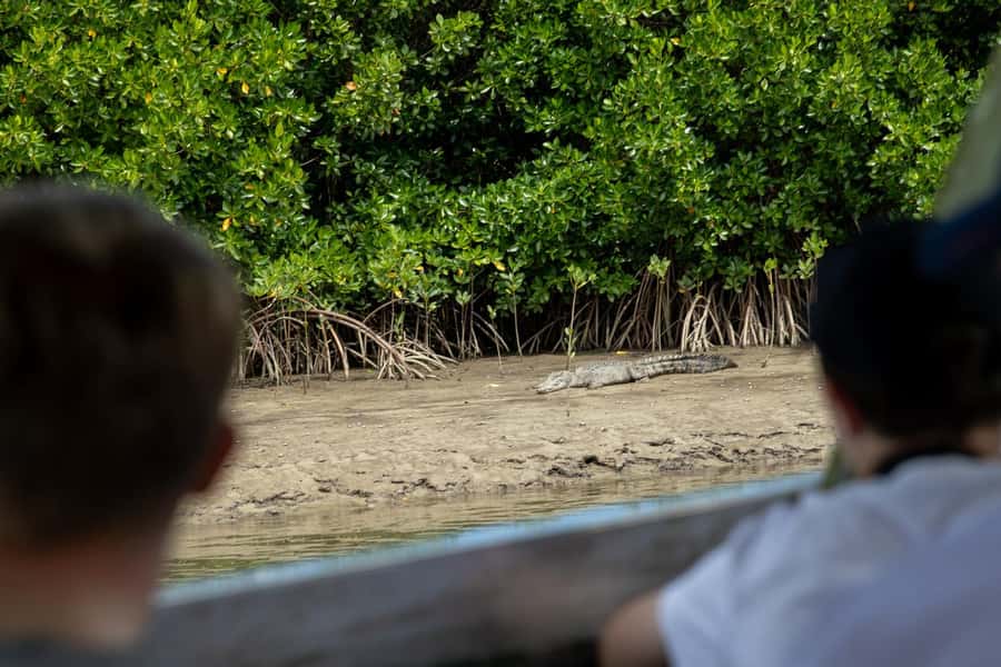 Southern Daintree Explorer Tour - Half Day - The Daintree River wildlife cruise