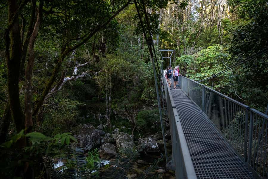 Southern Daintree Explorer Tour - Half Day - A guide-led view of an ancient rainforest
