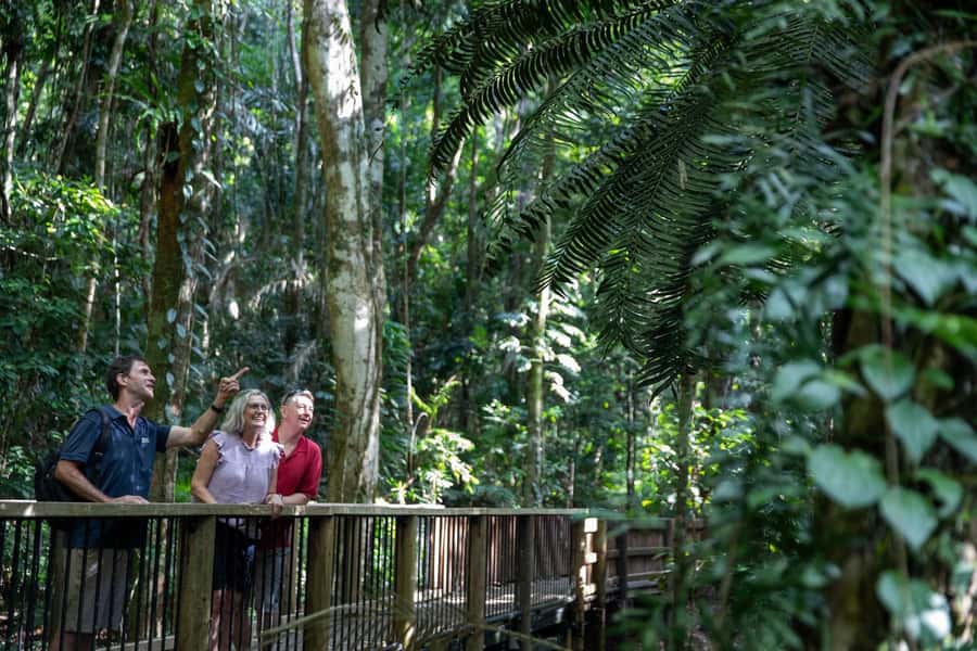 Southern Daintree Explorer Tour - Half Day - Morning tea and a quiet lunch stop