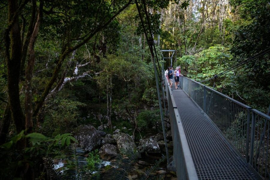 Southern Daintree Explorer Tour - Half Day - Transport, group size, and what the day feels like
