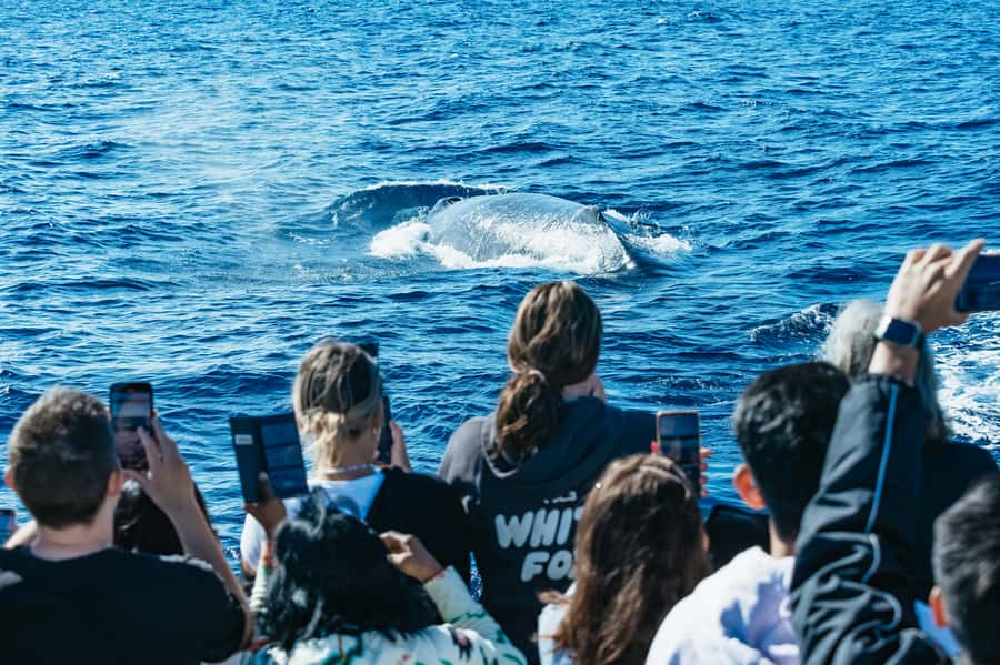 Spirit of Gold Coast 2.5-Hour Whale Watching Tour - Leaving Mariners Cove Marina in Main Beach