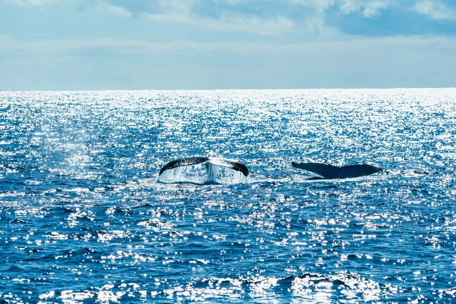 Spirit of Gold Coast 2.5-Hour Whale Watching Tour - Watching humpbacks along the Gold Coast
