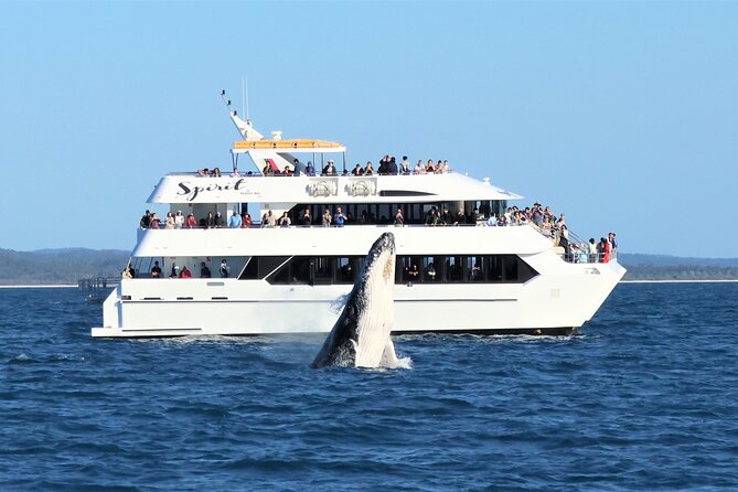 Spirit of Hervey Bay Whale Watching Cruise - Key points before you book
