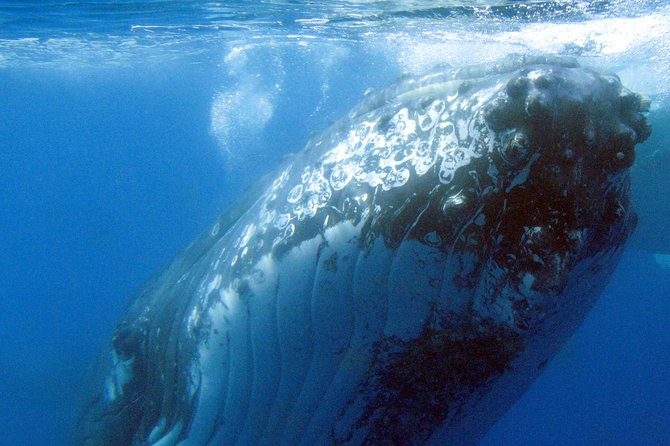 Spirit of Hervey Bay Whale Watching Cruise - The 4.5-hour route from marina to whale grounds