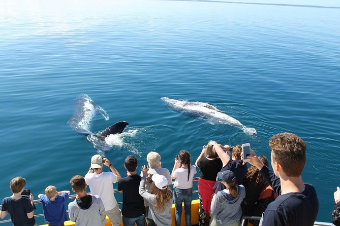 Spirit of Hervey Bay Whale Watching Cruise - The Spirit’s viewing decks and underwater rooms