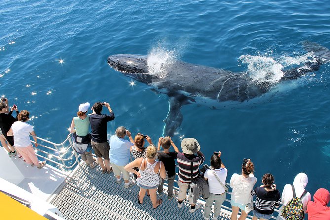 Spirit of Hervey Bay Whale Watching Cruise - Timing, weather, and cancellation rules