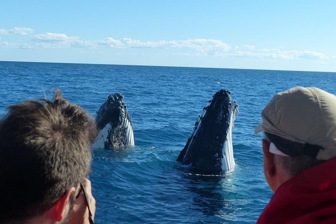 Spirit of Hervey Bay Whale Watching Cruise - What the whale sightings can look like