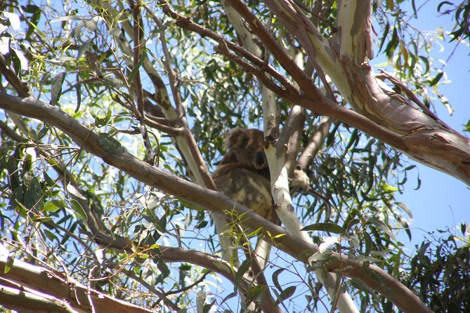 Stradbroke Island 4WD Day Trip from Brisbane - From Cleveland to the island by ferry