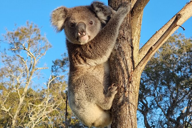 Stradbroke Island Eco Day Trip from Brisbane – Wildlife & Beaches - Key points to know before you book