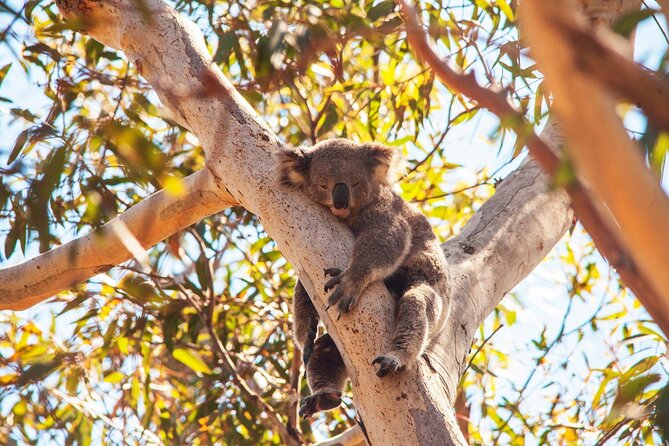 Stradbroke Island Eco Day Trip from Brisbane – Wildlife & Beaches - Point Lookout offers some of the day’s best views
