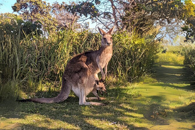 Stradbroke Island Eco Day Trip from Brisbane – Wildlife & Beaches - The schedule is long, so plan for comfort
