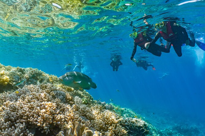 Sunlover Reef Cruises Cairns Great Barrier Reef Experience - Snorkeling over Moore Reef