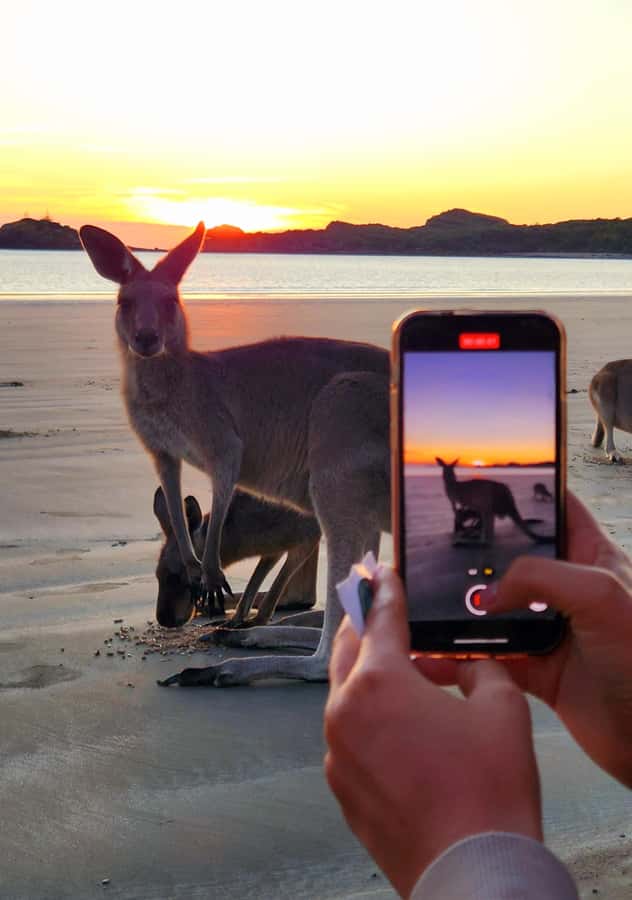Sunrise with the Kangaroos & Wallabies - Airlie Beach - A quiet bush breakfast after the walk