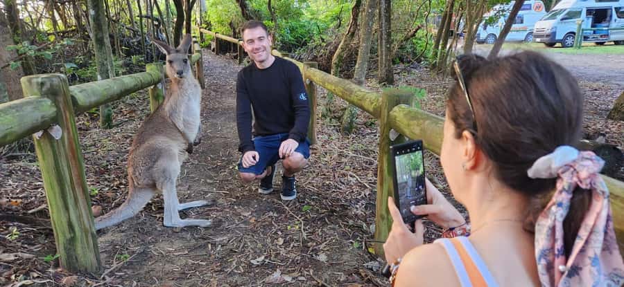 Sunrise with the Kangaroos & Wallabies - Airlie Beach - Who will enjoy this morning most