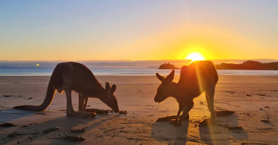 Sunrise with the Kangaroos & Wallabies - Airlie Beach - Booking flexibility and practical details