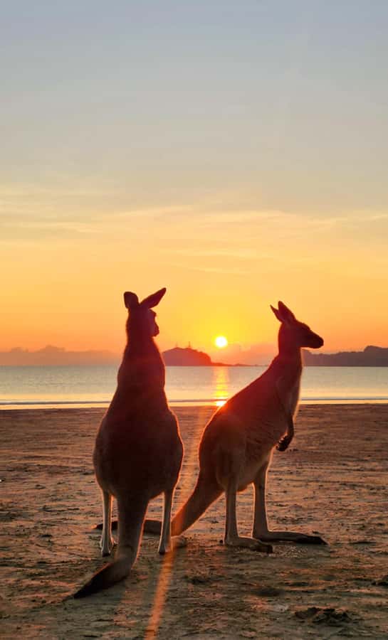 Sunrise with the Kangaroos & Wallabies - Airlie Beach - Meeting Cherene and entering the national park