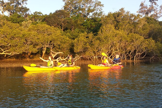 Sunset Kayak Eco Tour with Marine Scientist - Birdlife and sunset views