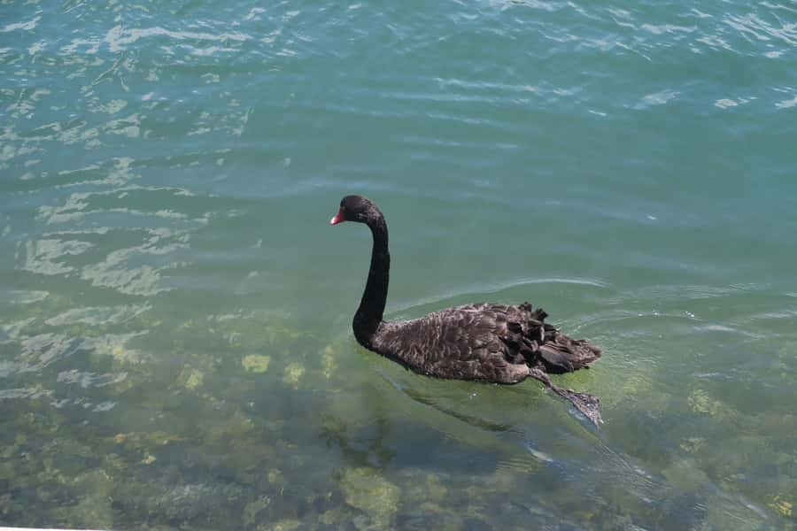 Surfers Paradise: Sightseeing Midday River and Canal Cruise - Booking, cancellation, and timing tips