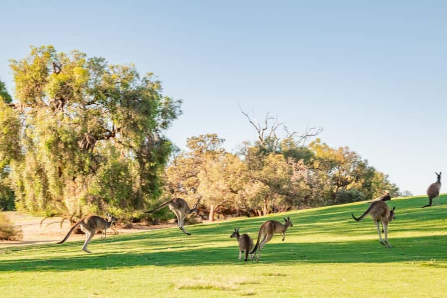 Swan Valley: Golf Cart Kangaroo Safari w/ Mini Golf & Drink - Key things to know before you book