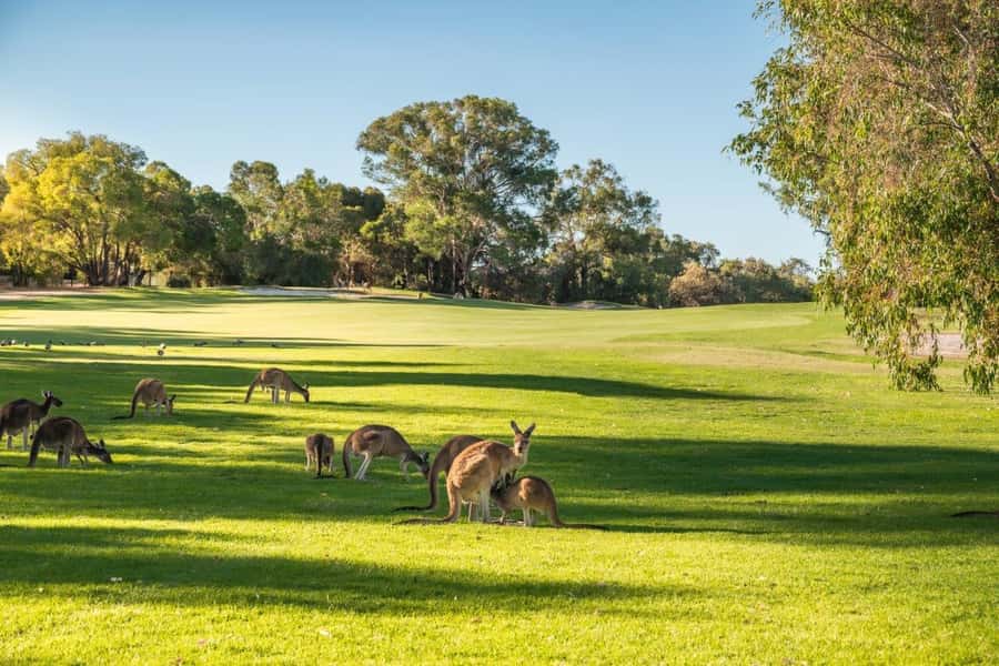 Swan Valley: Golf Cart Kangaroo Safari w/ Mini Golf & Drink - A drink and 18 holes of mini golf