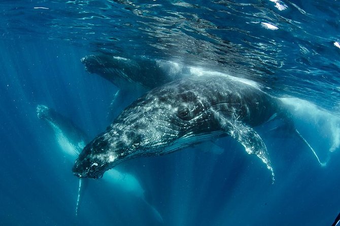 Swim with Humpback Whales - Ningaloo Reef - 3 Islands Whale Shark Dive - Key points at a glance
